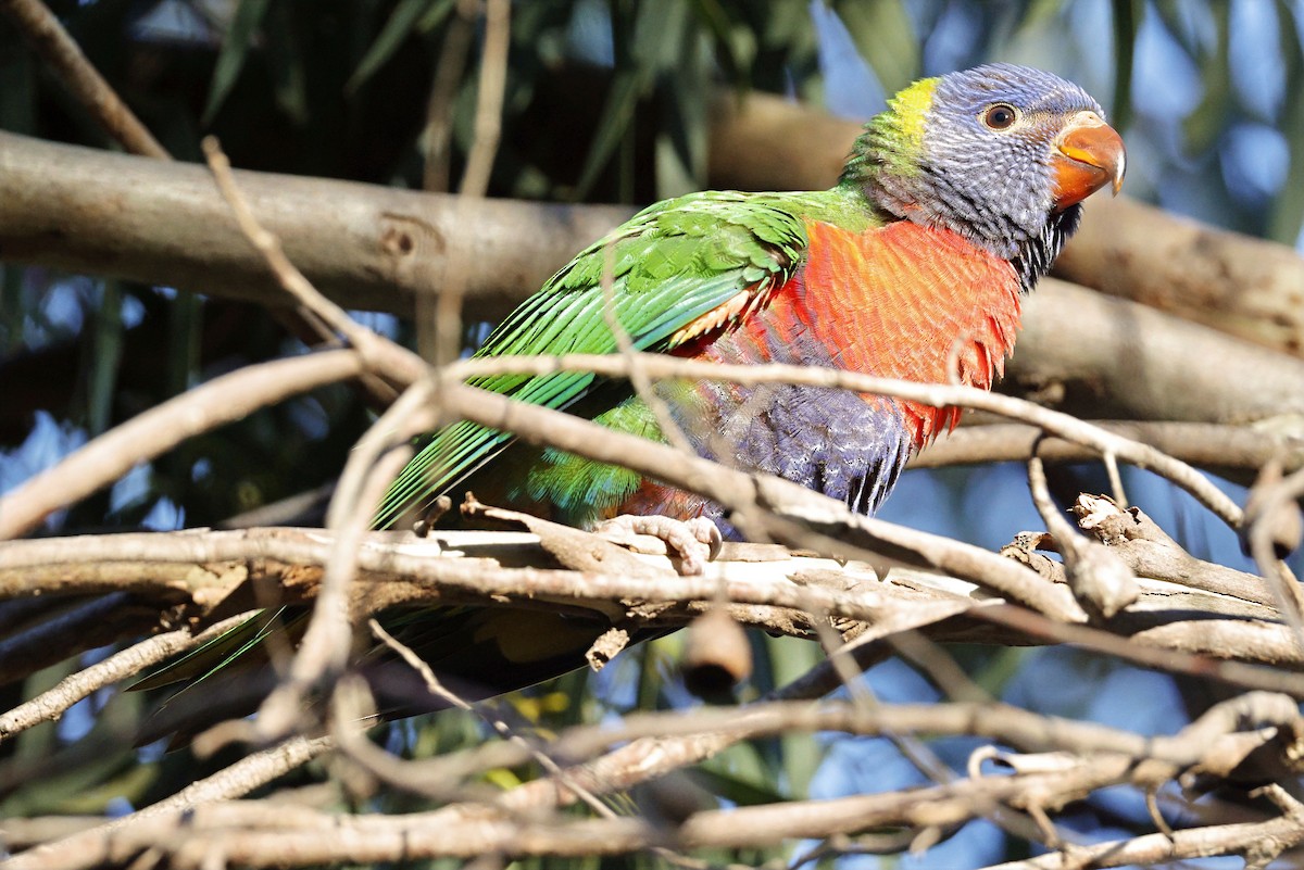 Rainbow Lorikeet - ML638934351