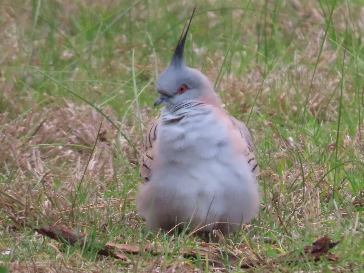 Crested Pigeon - ML638934352
