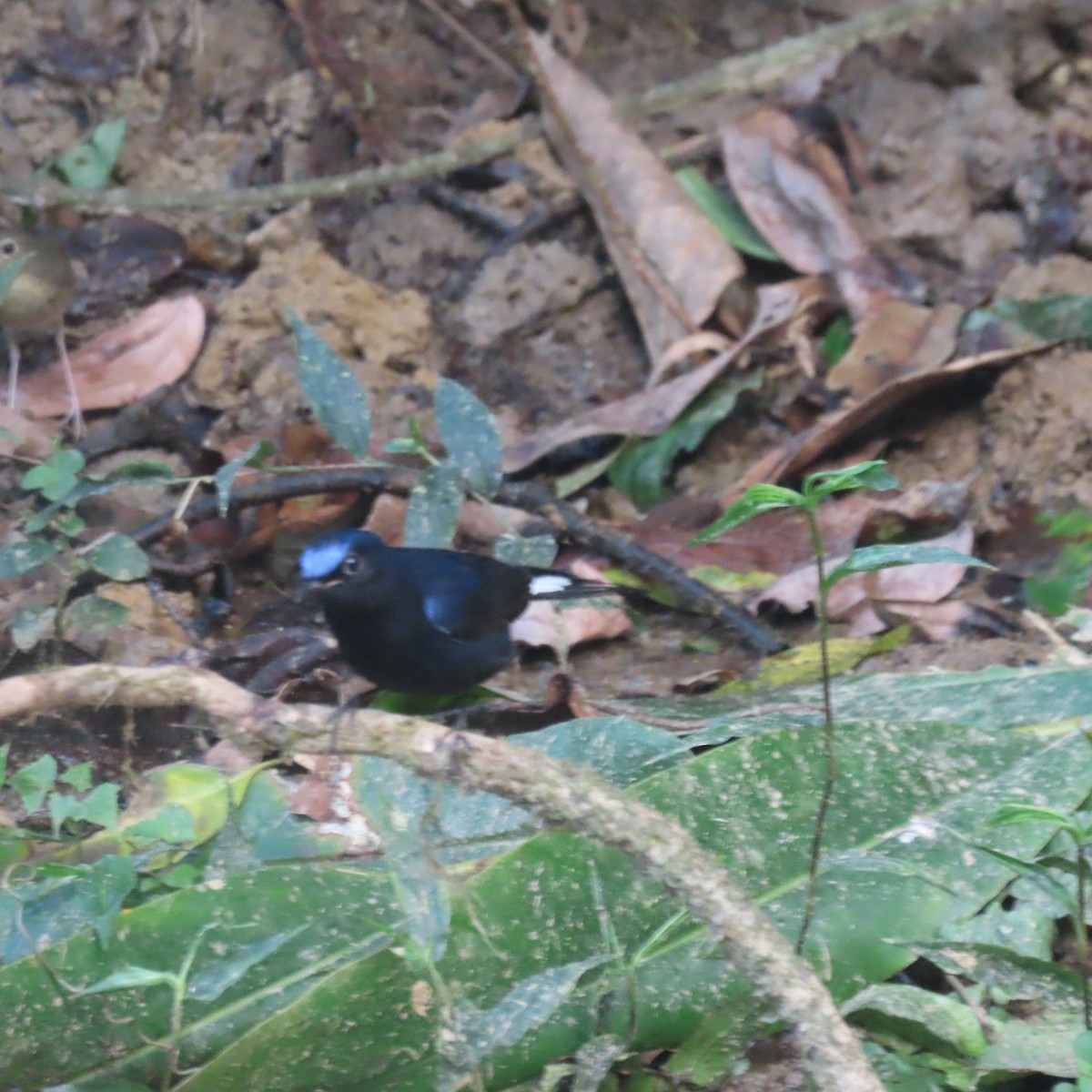 White-tailed Robin - ML638934360