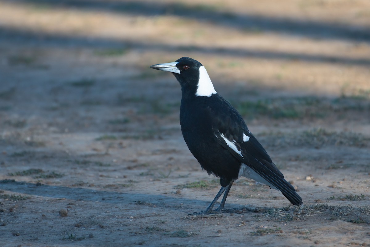 Australian Magpie - ML638934362