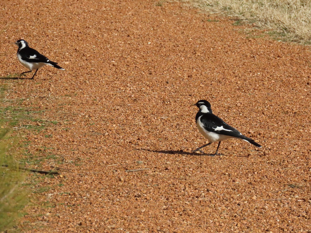 Magpie-lark - ML638934363