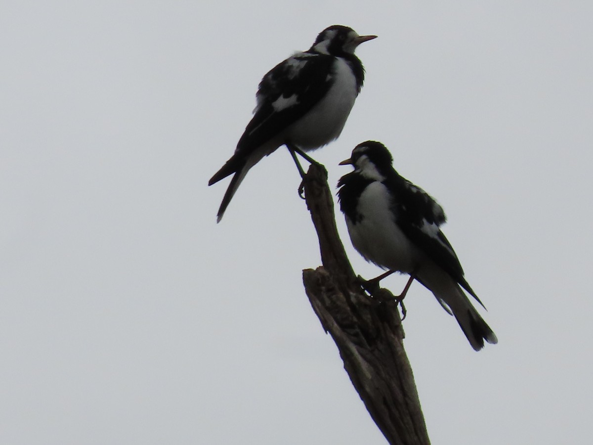 Magpie-lark - ML638934364