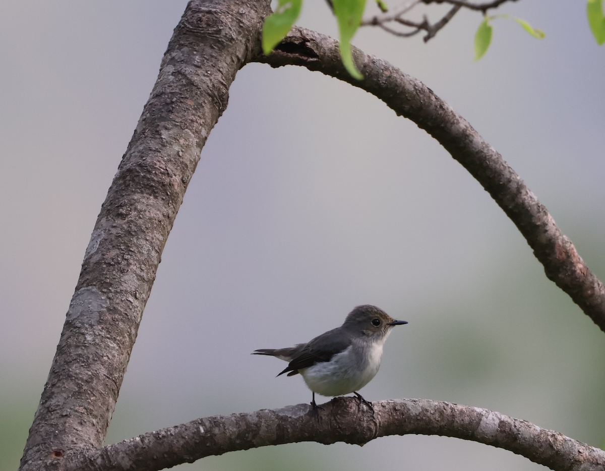 Ultramarine Flycatcher - ML638934366