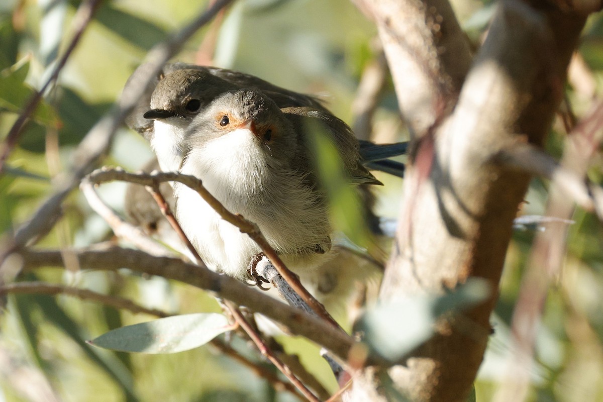 Splendid Fairywren - ML638934367