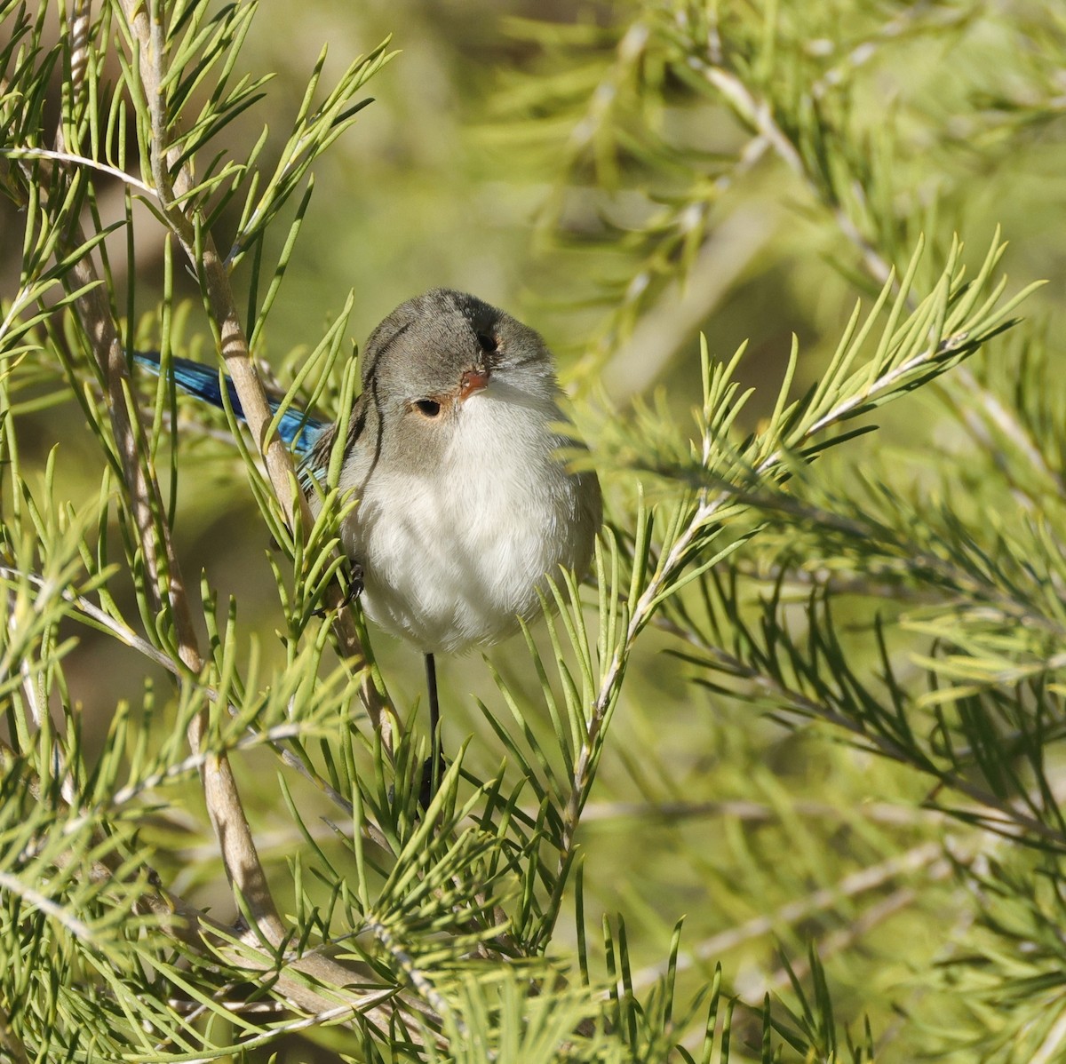 Splendid Fairywren - ML638934368