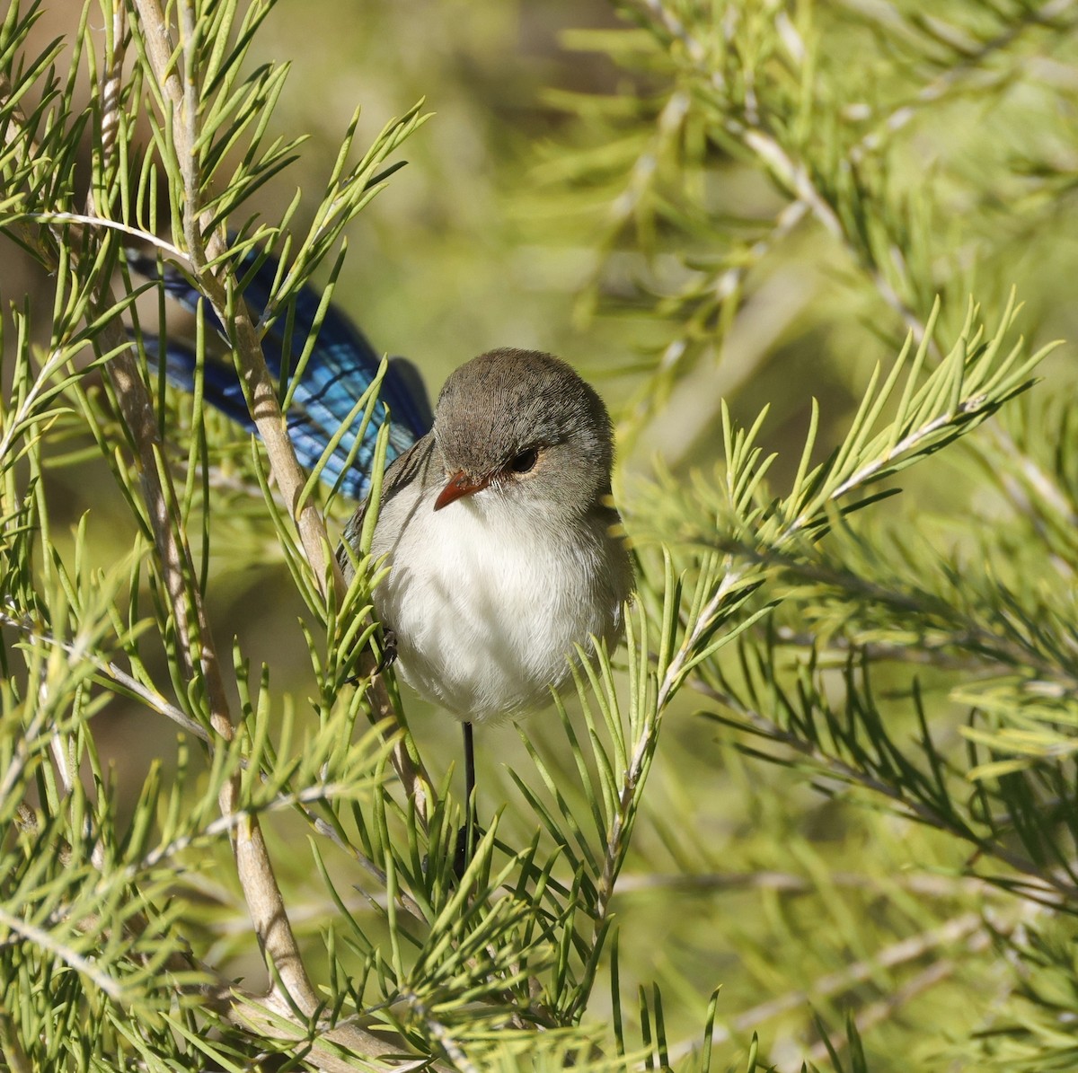 Splendid Fairywren - ML638934369