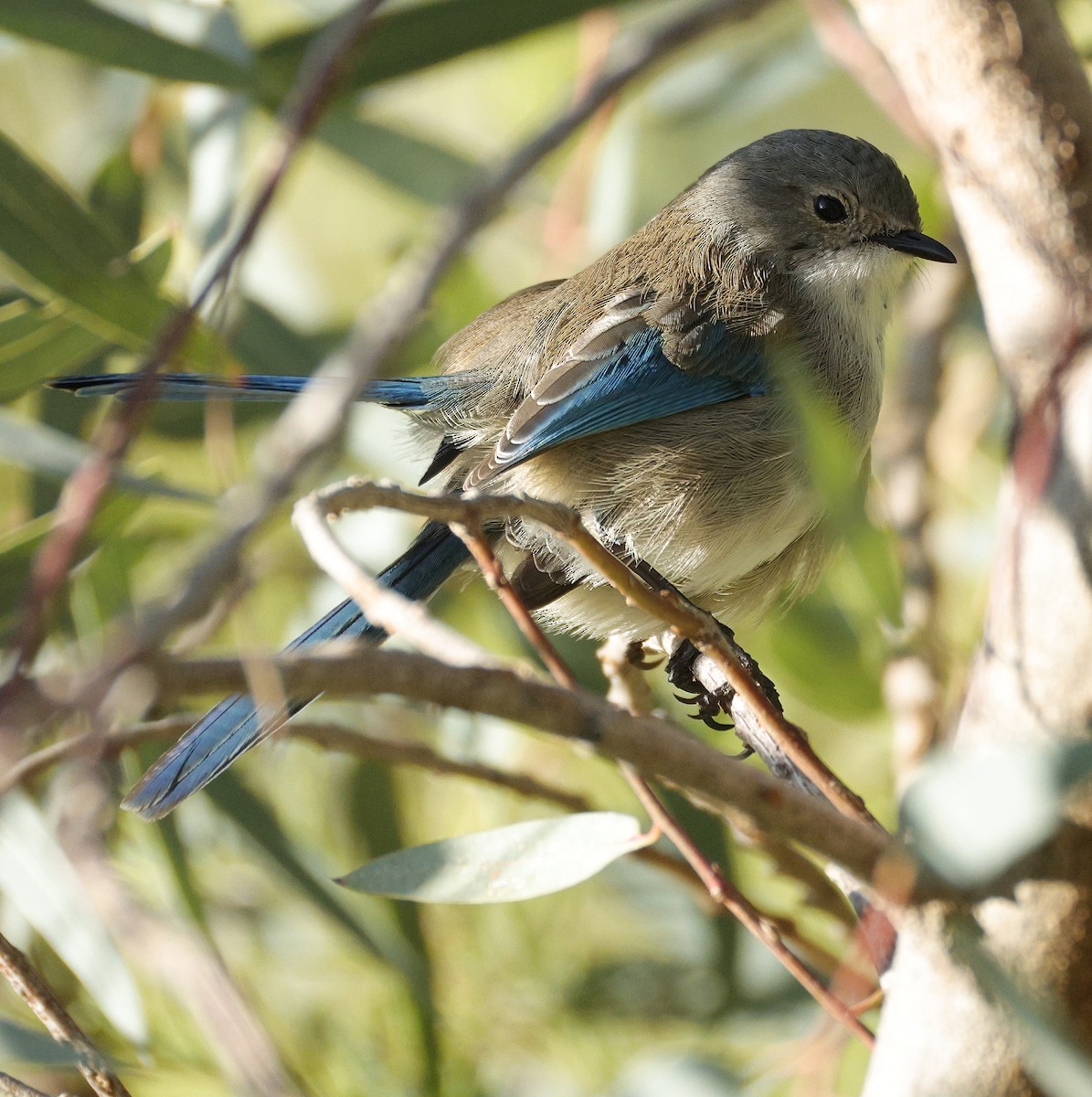 Splendid Fairywren - ML638934372