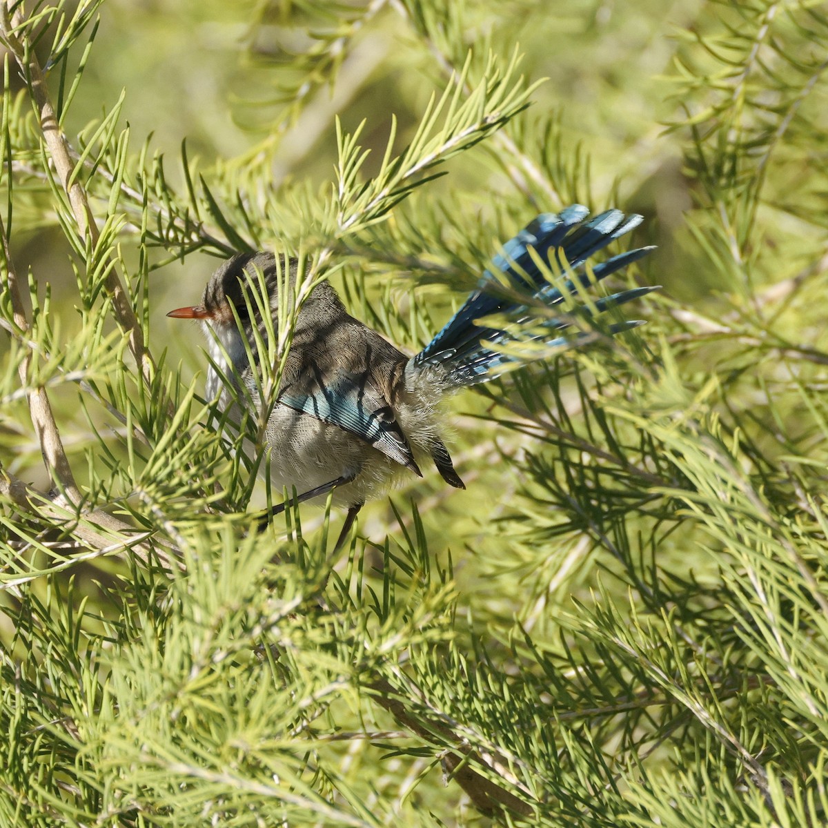 Splendid Fairywren - ML638934373
