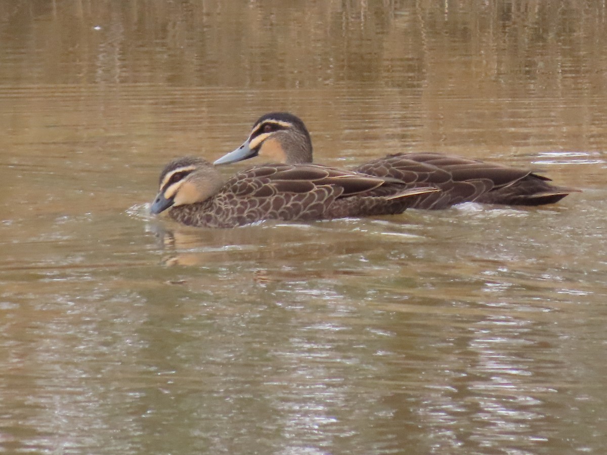 Pacific Black Duck - ML638934374