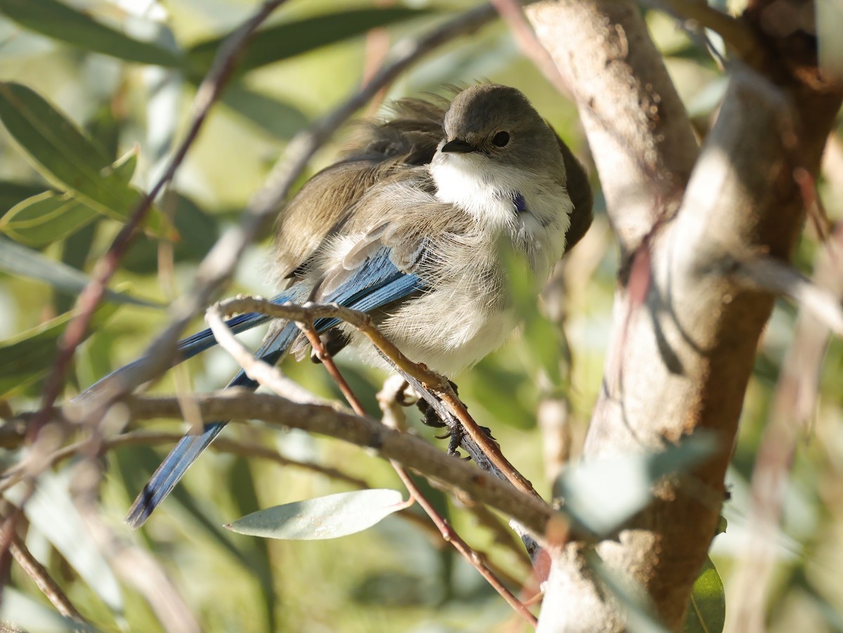 Splendid Fairywren - ML638934375