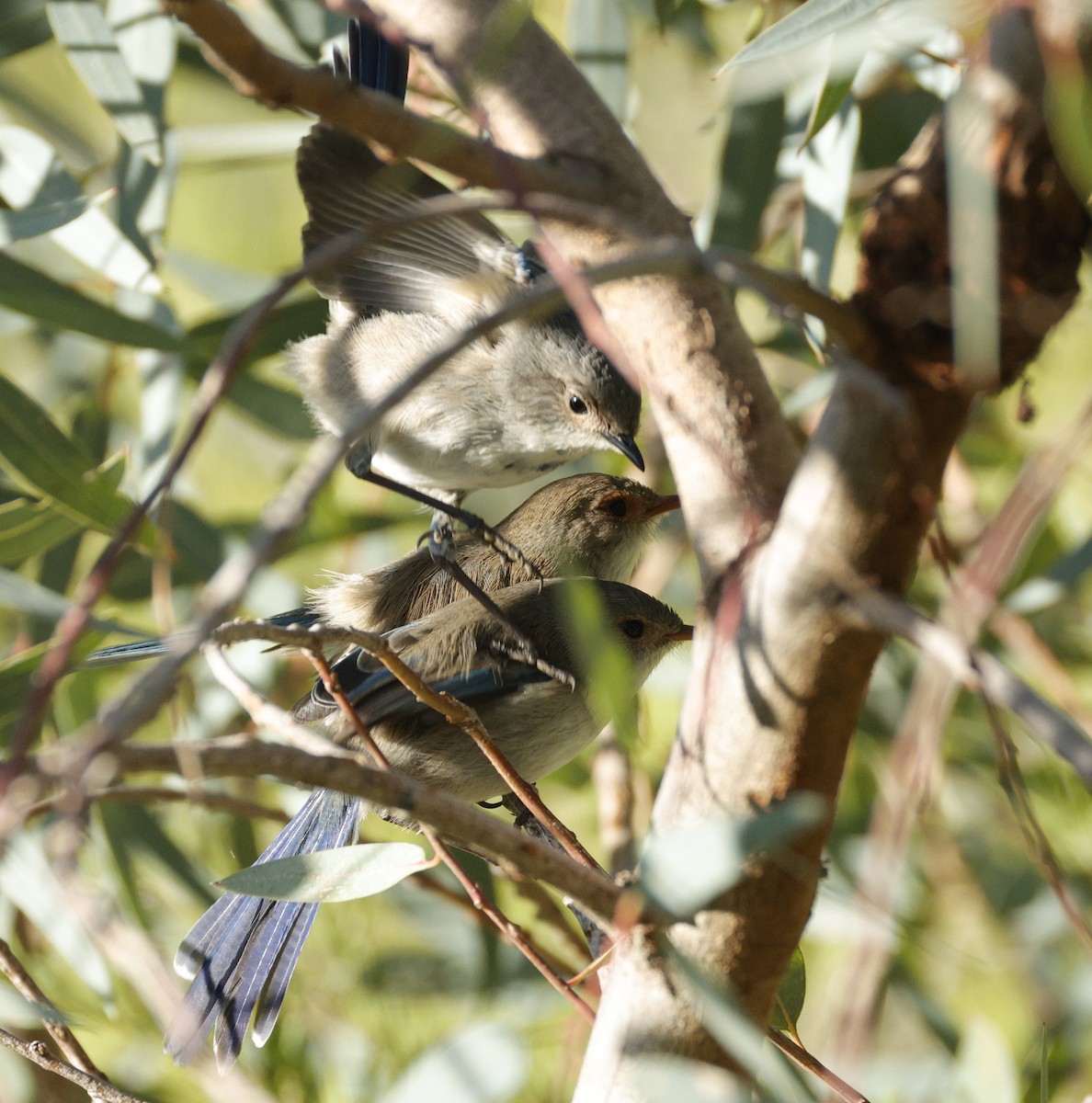 Splendid Fairywren - ML638934376