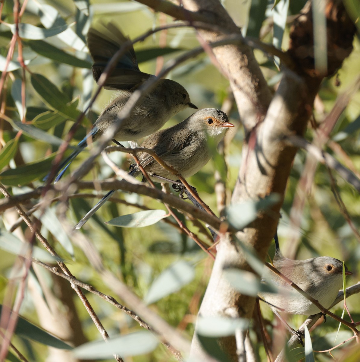 Splendid Fairywren - ML638934377