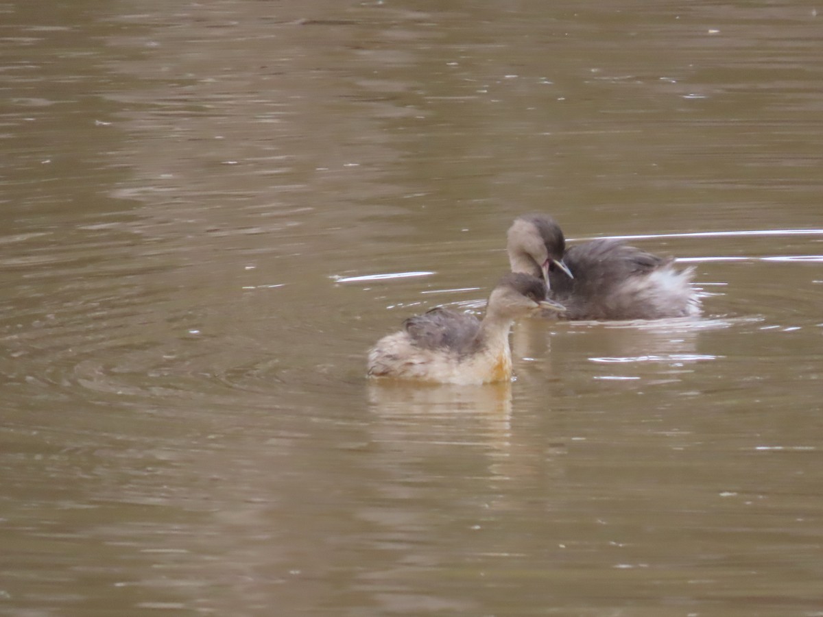 Hoary-headed Grebe - ML638934380