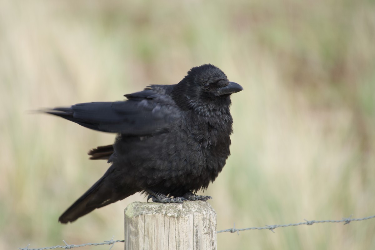 Carrion Crow - ML638934387