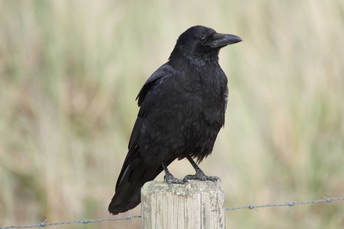 Carrion Crow - ML638934388