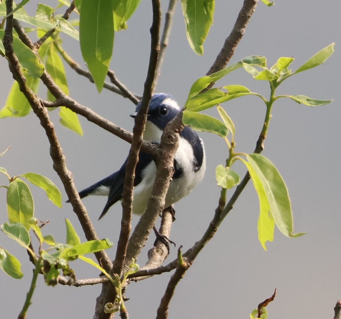 Ultramarine Flycatcher - ML638934389