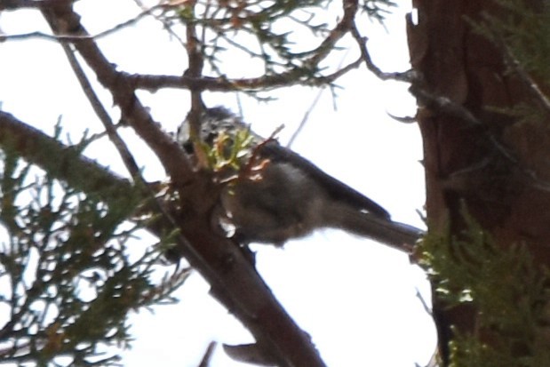 Mexican Chickadee - ML638934392