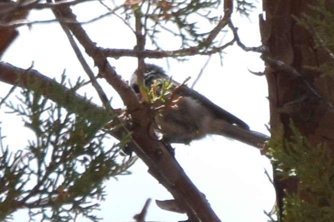 Mexican Chickadee - ML638934393