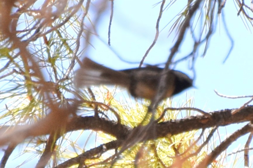 Mexican Chickadee - ML638934394