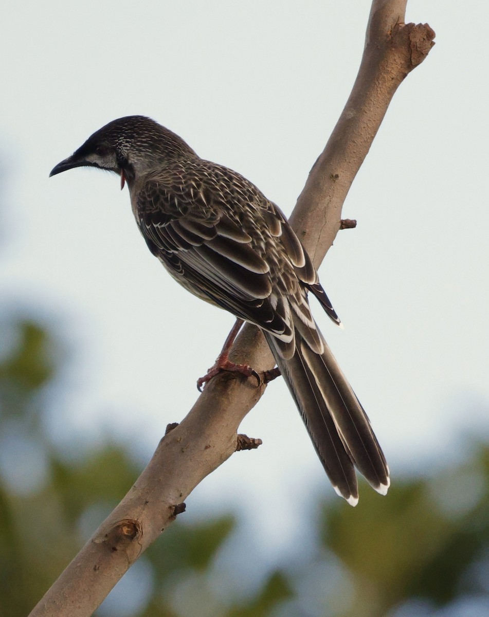 Red Wattlebird - ML638934397