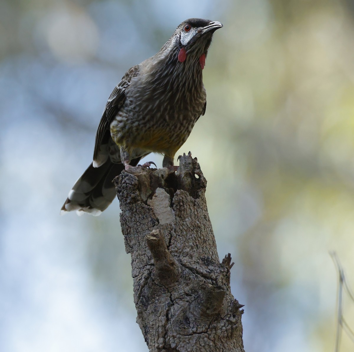 Red Wattlebird - ML638934398