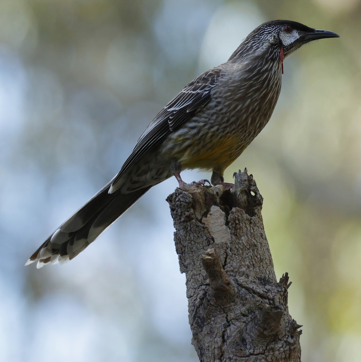 Red Wattlebird - ML638934399