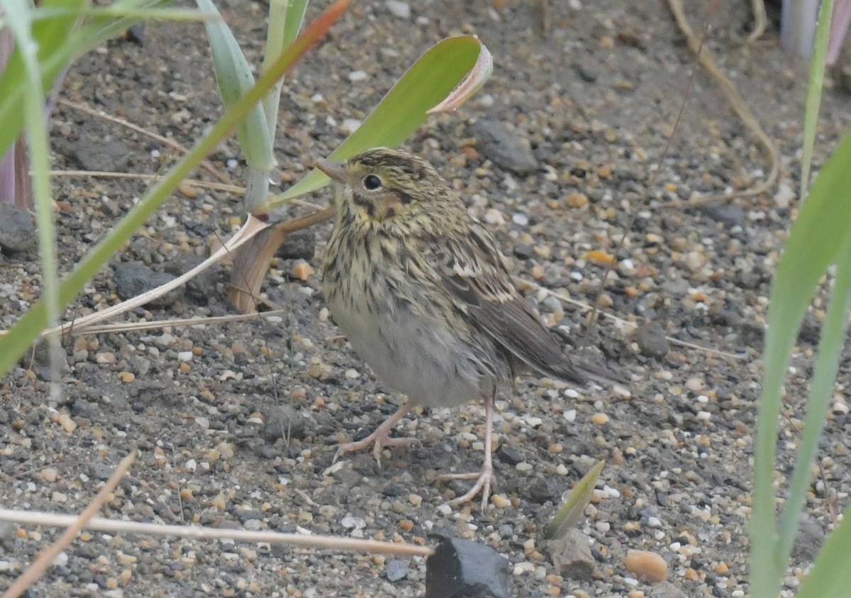 Lapland Longspur - ML638934400