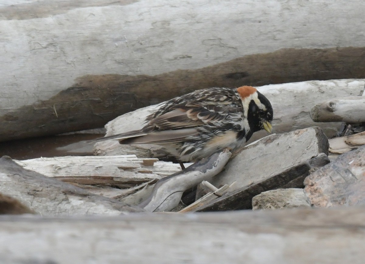 Lapland Longspur - ML638934401