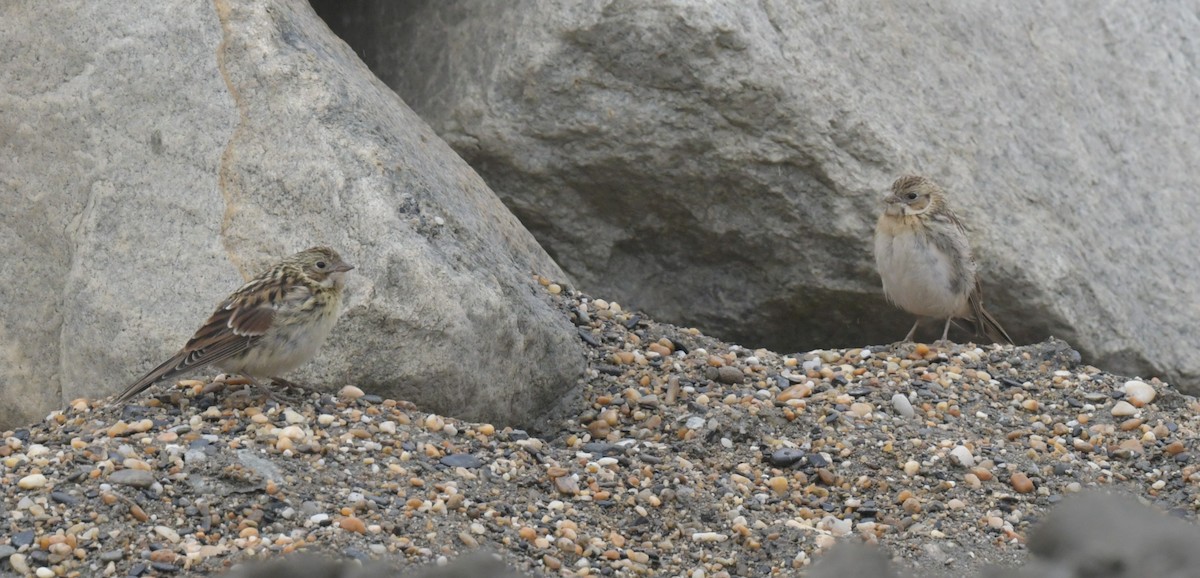Lapland Longspur - ML638934402