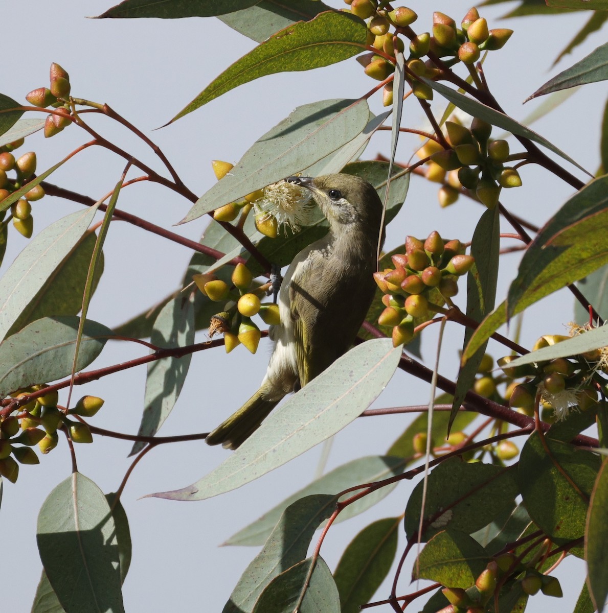 Brown Honeyeater - ML638934404