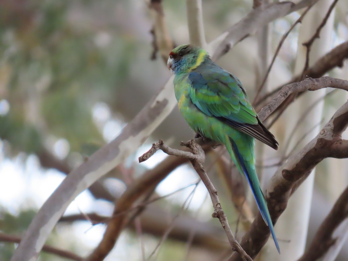 Australian Ringneck - ML638934408