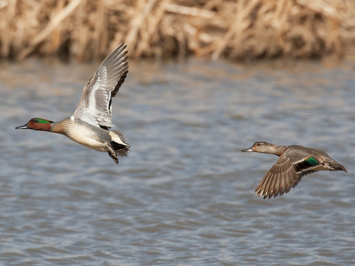Male and female (American)