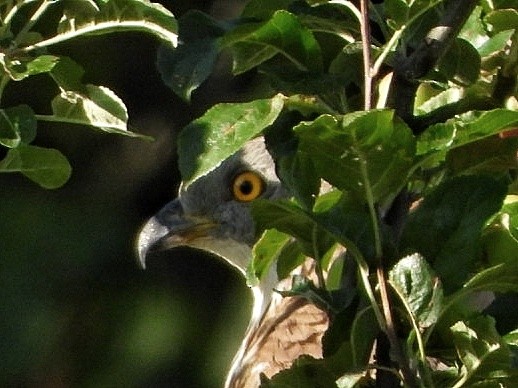 European Honey-buzzard - ML638934410