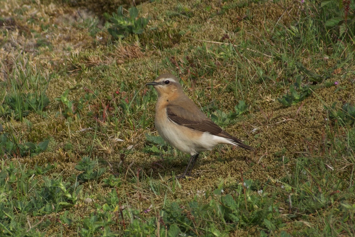 Northern Wheatear - ML638934411