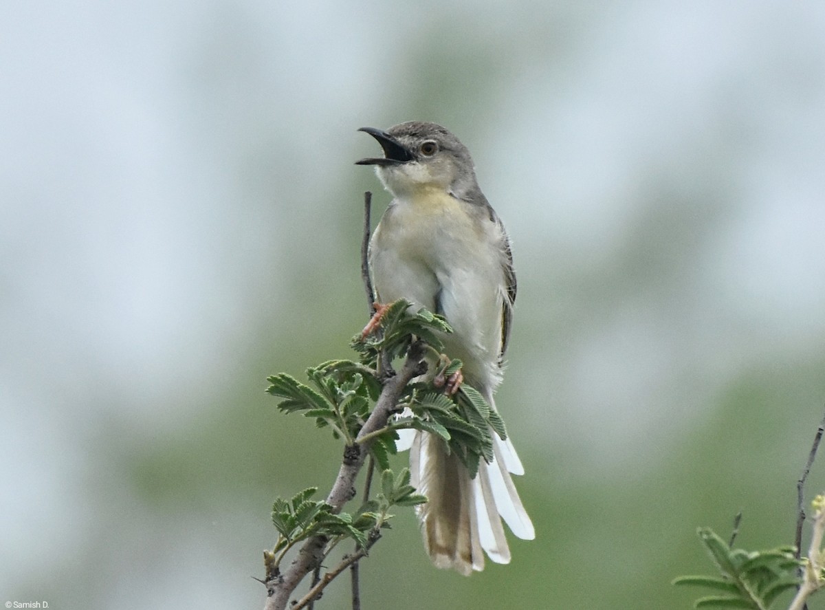 Jungle Prinia - ML638934412