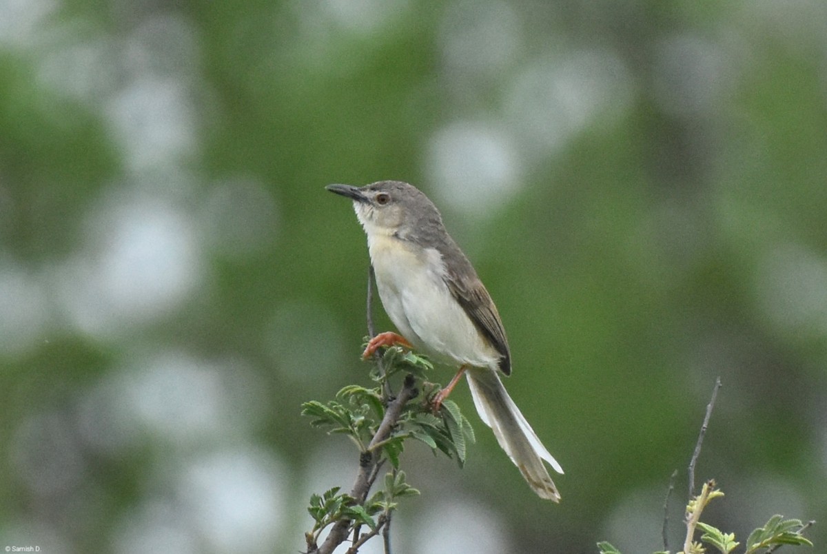 Jungle Prinia - ML638934413