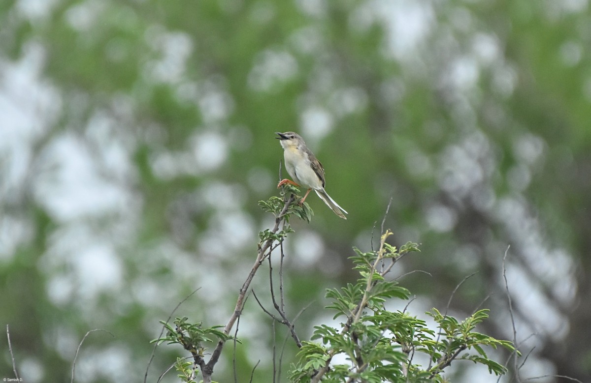 Jungle Prinia - ML638934414