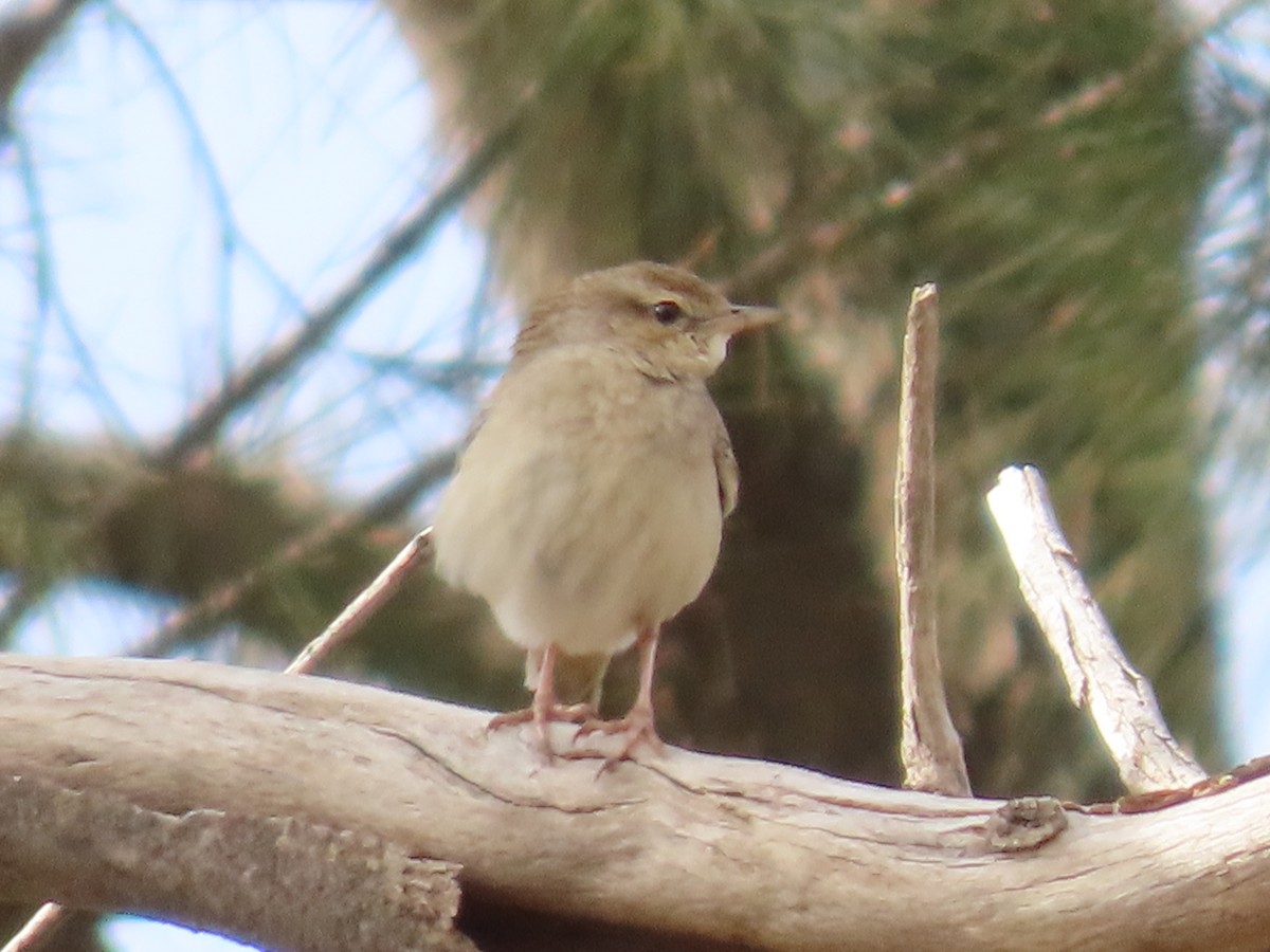 Rufous Songlark - ML638934419