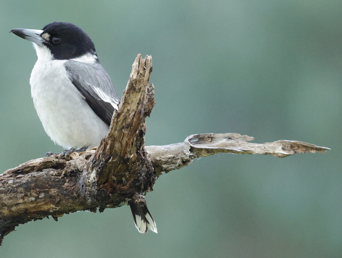 Gray Butcherbird - ML638934421