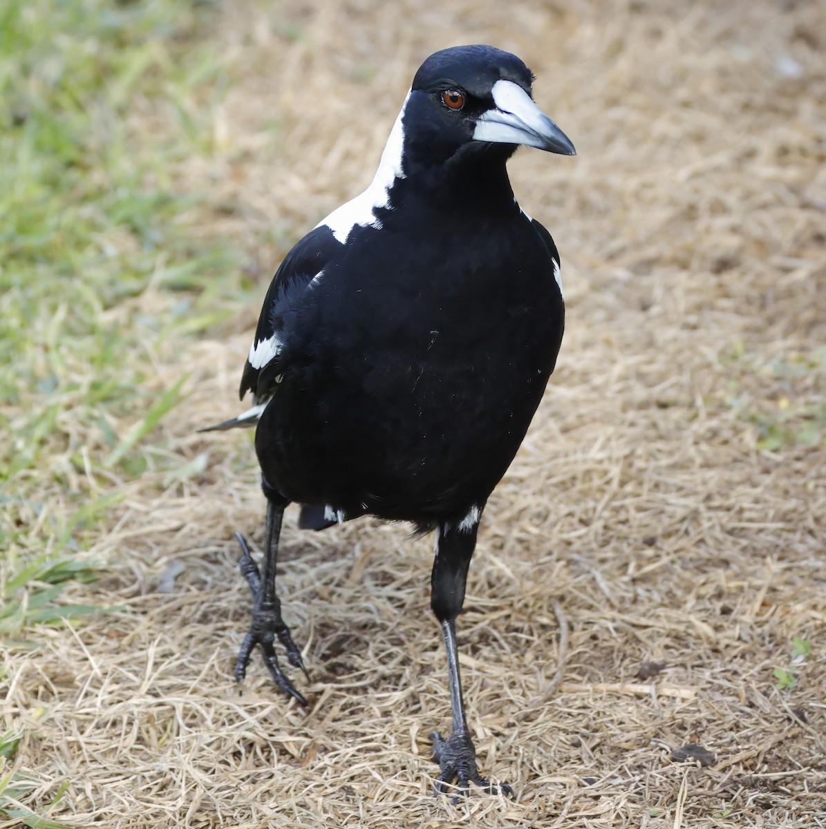Australian Magpie - ML638934422