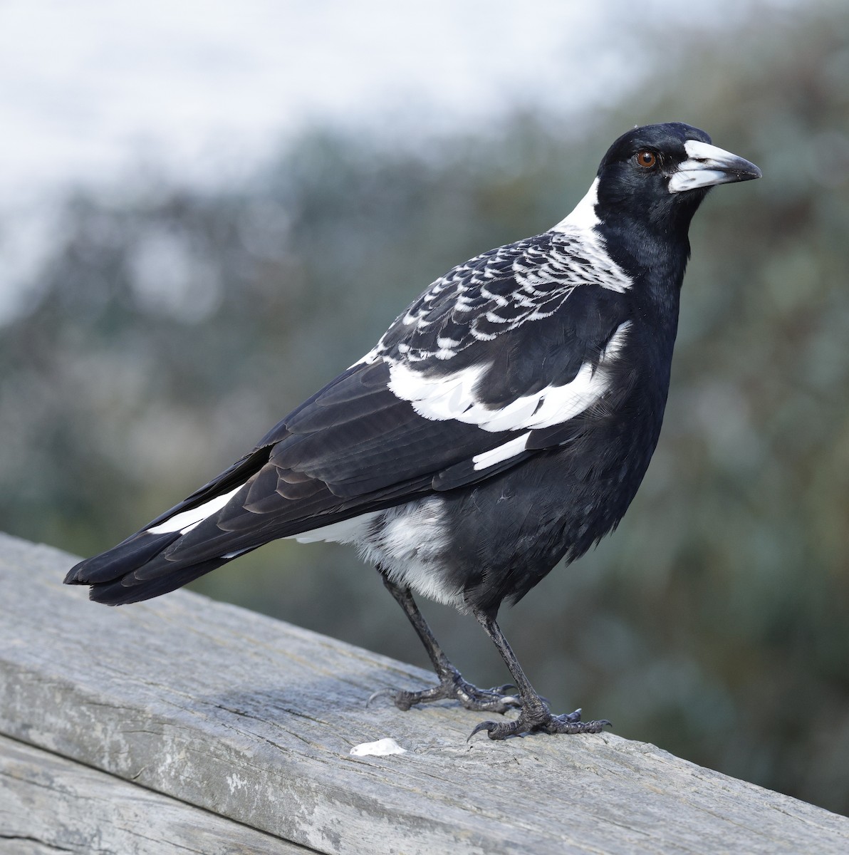 Australian Magpie - ML638934423
