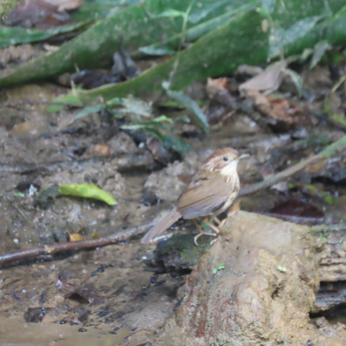Puff-throated Babbler - ML638934425