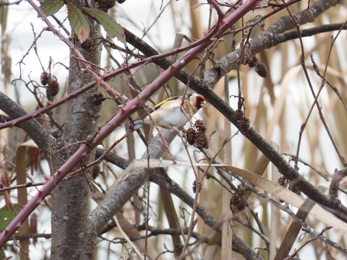 European Goldfinch - ML638934428