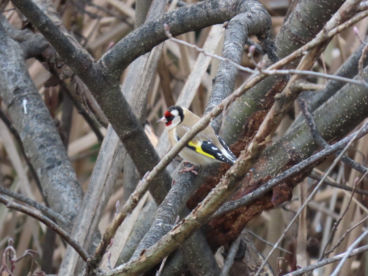 European Goldfinch - ML638934429