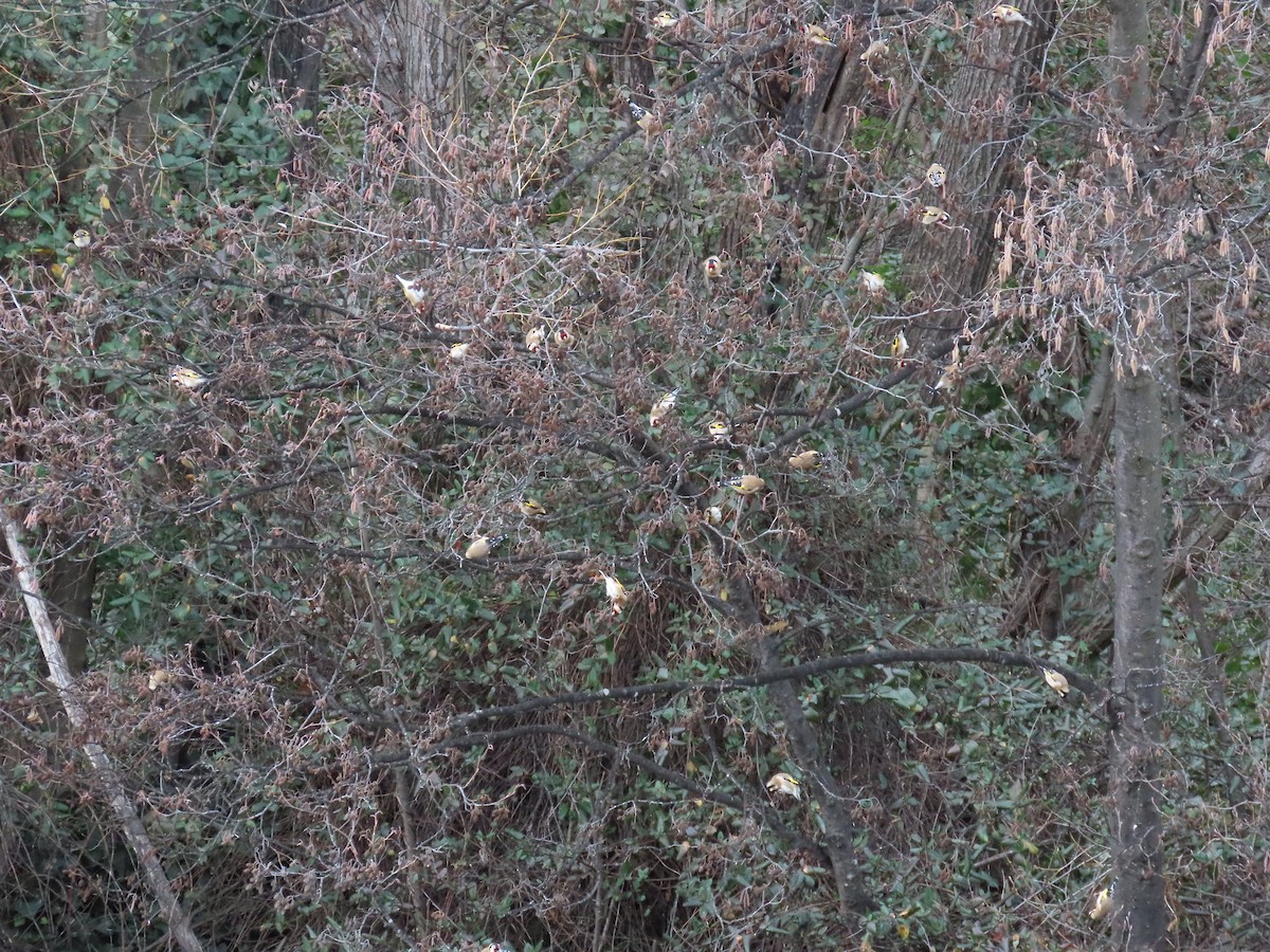 Chardonneret élégant - ML638934431