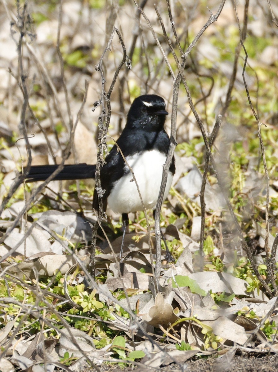 Willie-wagtail - ML638934432