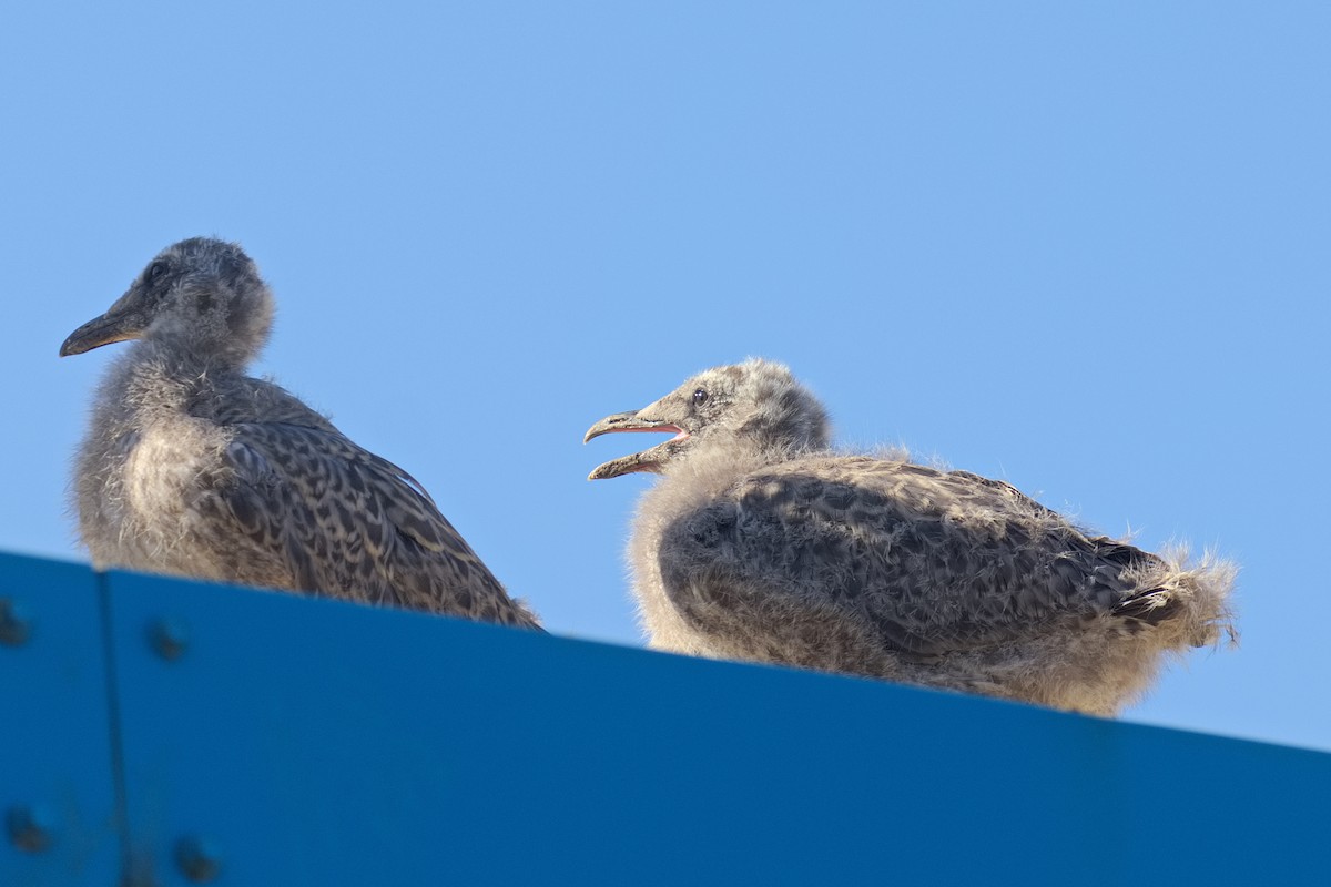 Lesser Black-backed Gull - ML638934434
