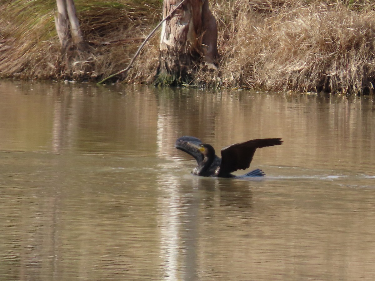 Grand Cormoran (novaehollandiae) - ML638934441