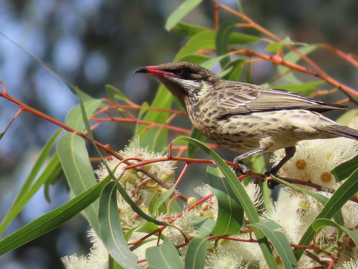 Spiny-cheeked Honeyeater - ML638934443