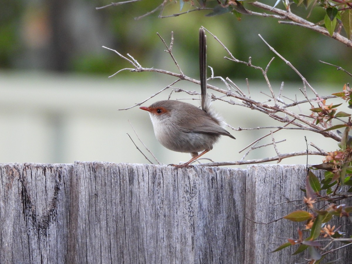 Superb Fairywren - ML638934444